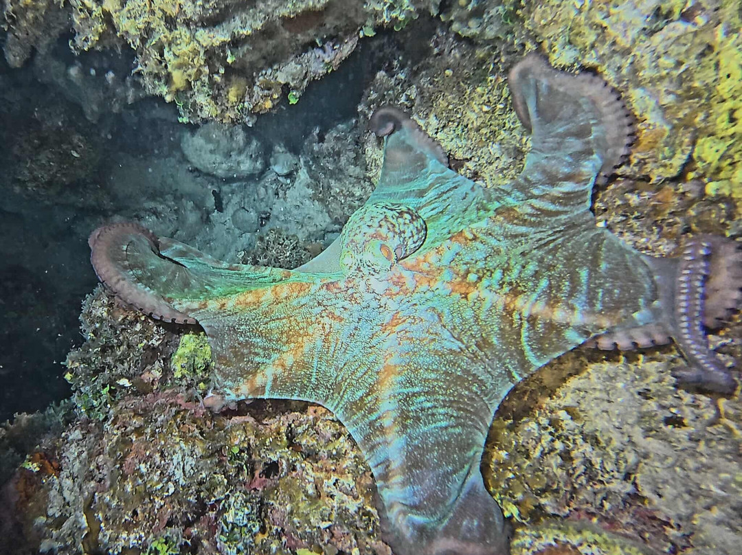 Marina Marlin Cayo Largo