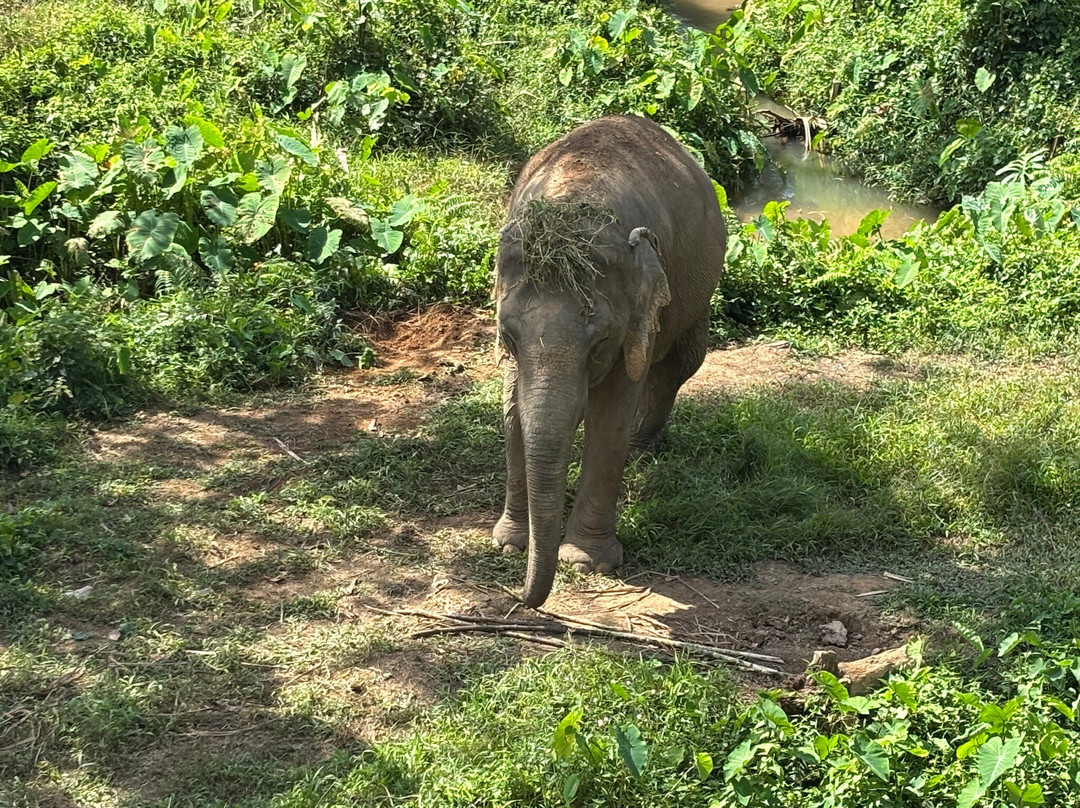 Phuket Elephant Sanctuary-班巴克洛必去景点