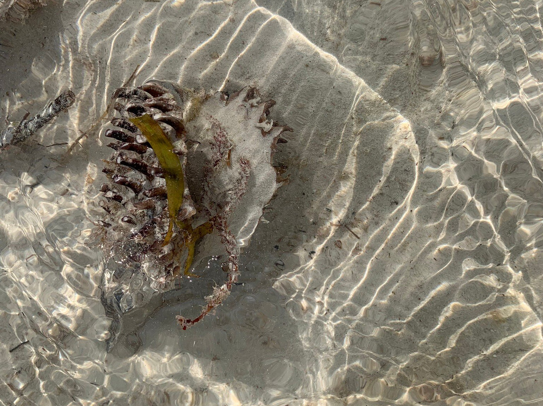 Punta Mosquito-Holbox Island必去景点