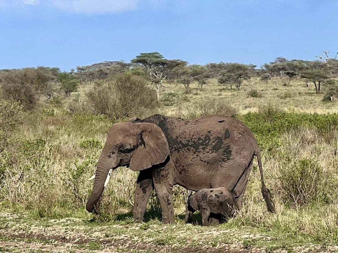 Mwewe Expeditions-阿鲁沙国家公园必去景点