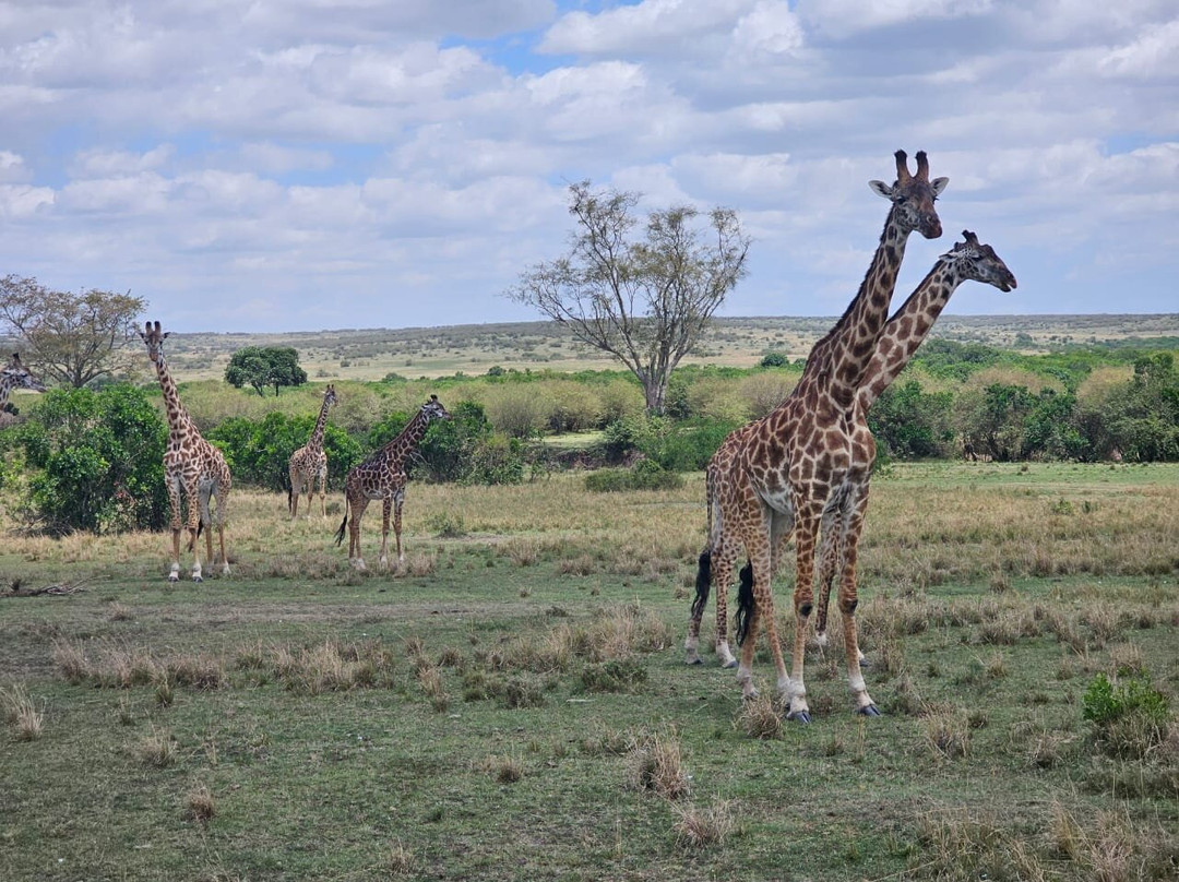 Syvet Safaris-内罗毕必去景点