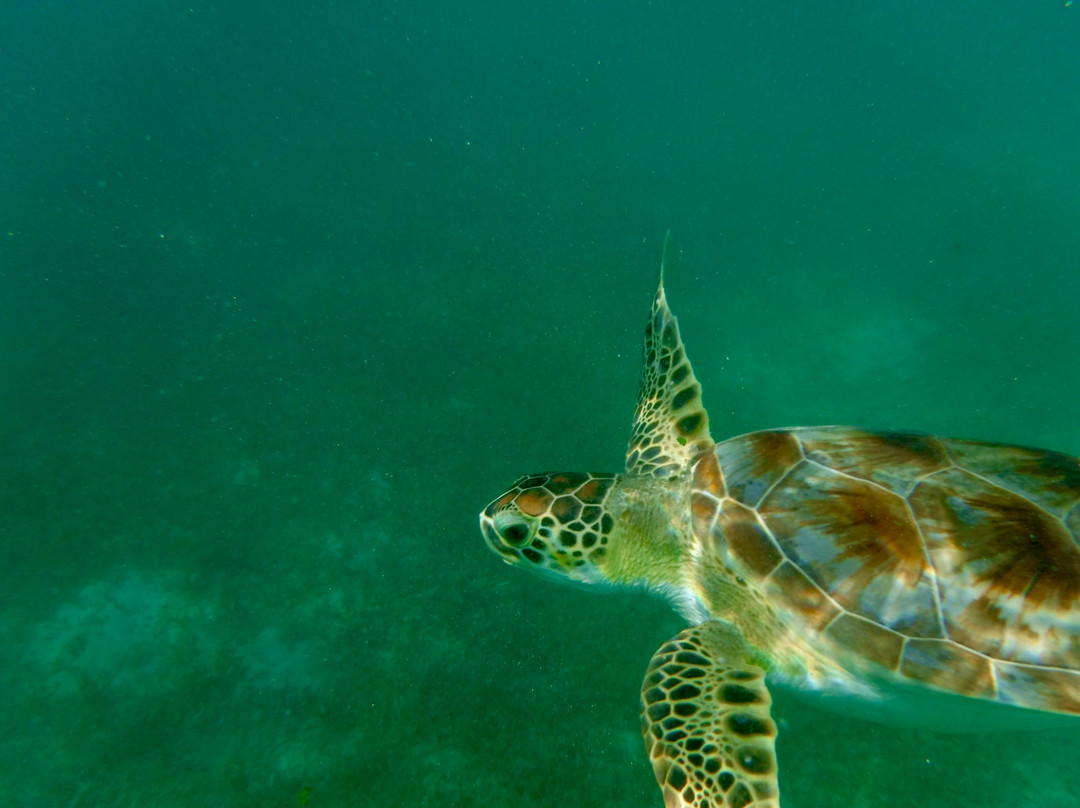 Brewer's Bay-圣 托马斯必去景点