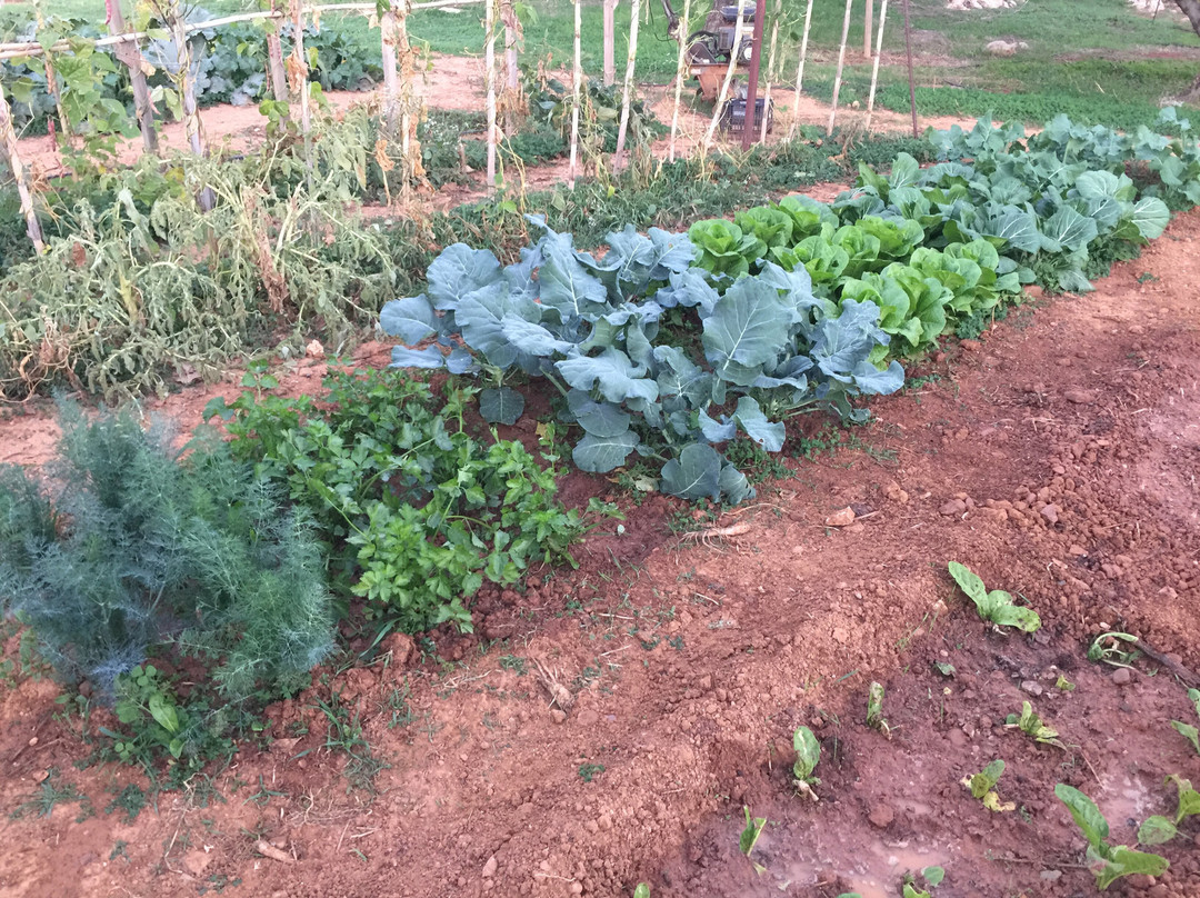 Hands On Cretan Cooking-Kounoupidiana必去景点