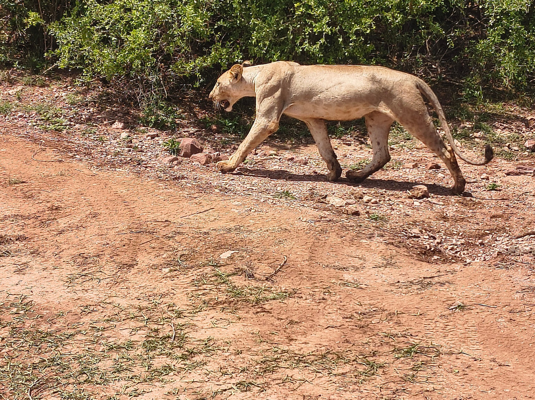 Malik Safari-马林地必去景点