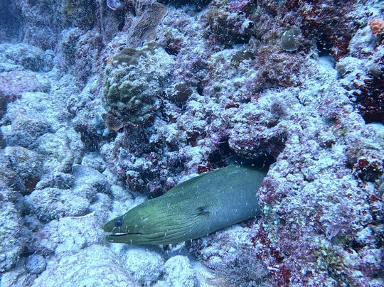 The Reef Marina-普拉亚德尔卡曼必去景点