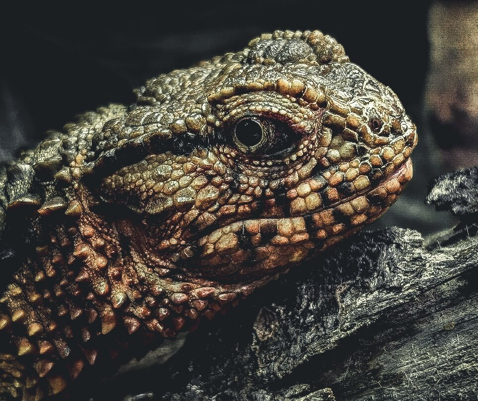 Pili Palas Nature World-Menai Bridge必去景点