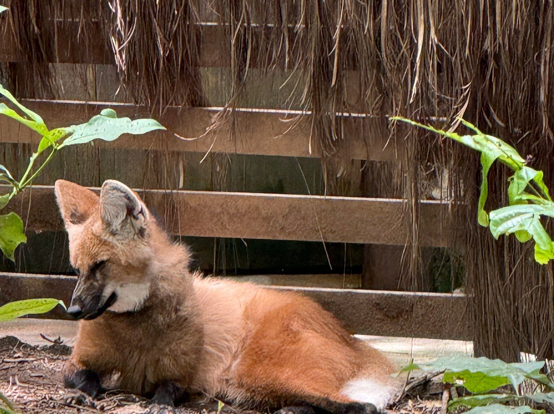 Animália Park-Cotia必去景点