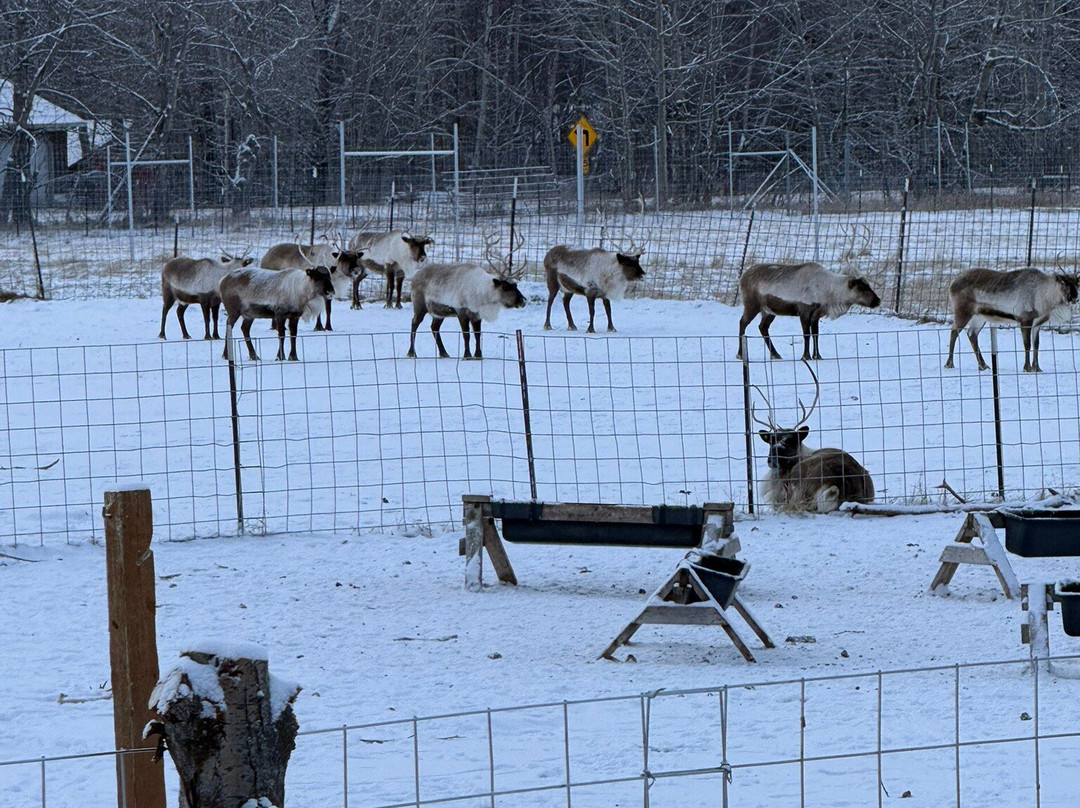 Reindeer Farm-帕尔默必去景点