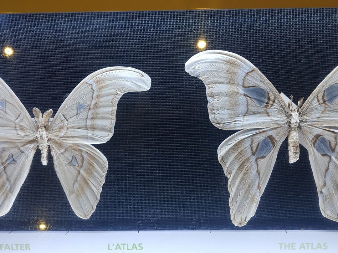 Papiliorama-Kerzers必去景点