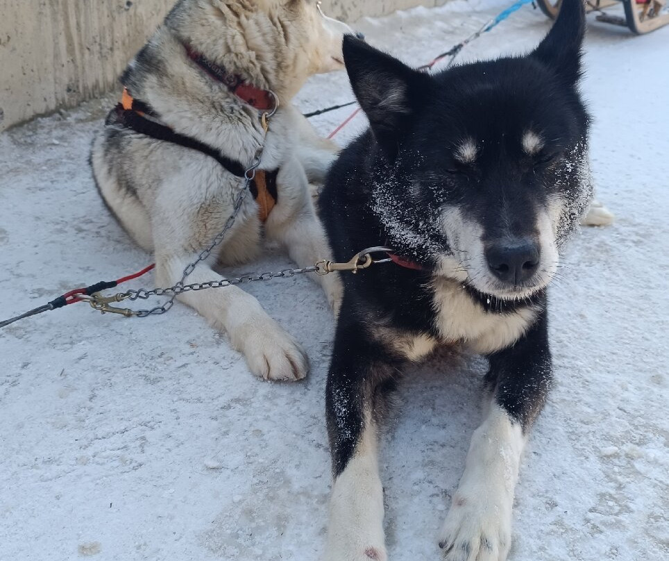 Centro Italiano Sleddog Husky Village-Valdidentro必去景点