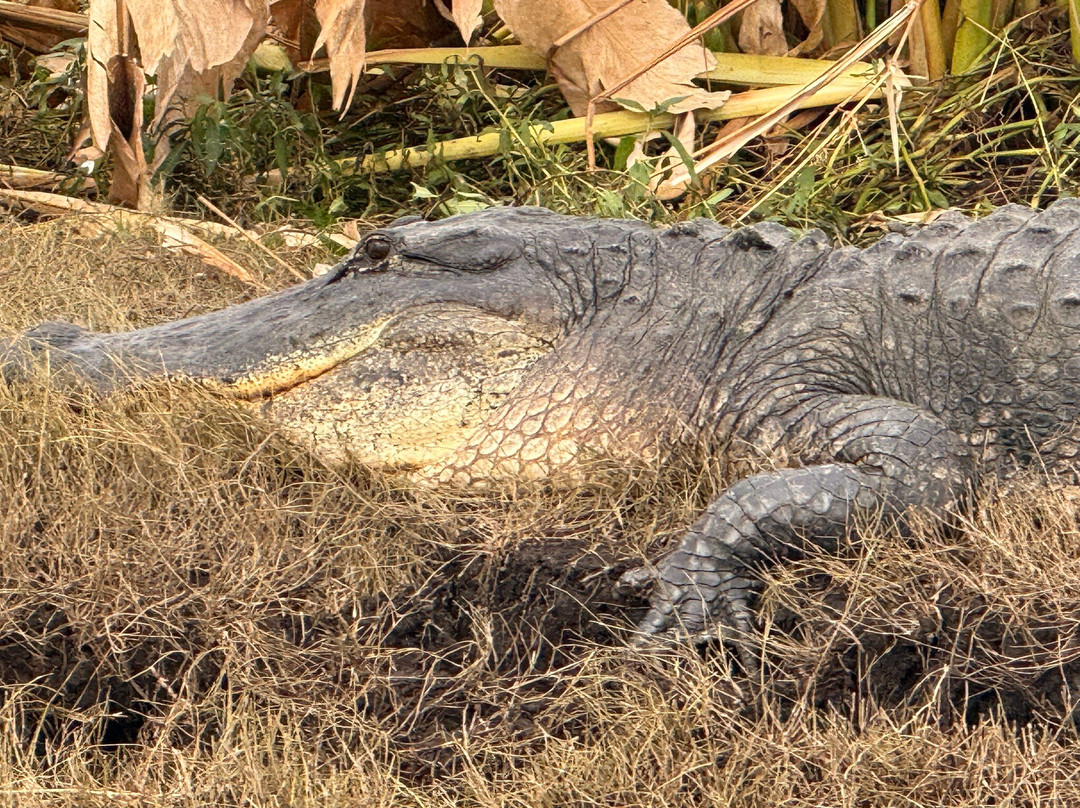 AirBoat Rides at Midway-Christmas必去景点
