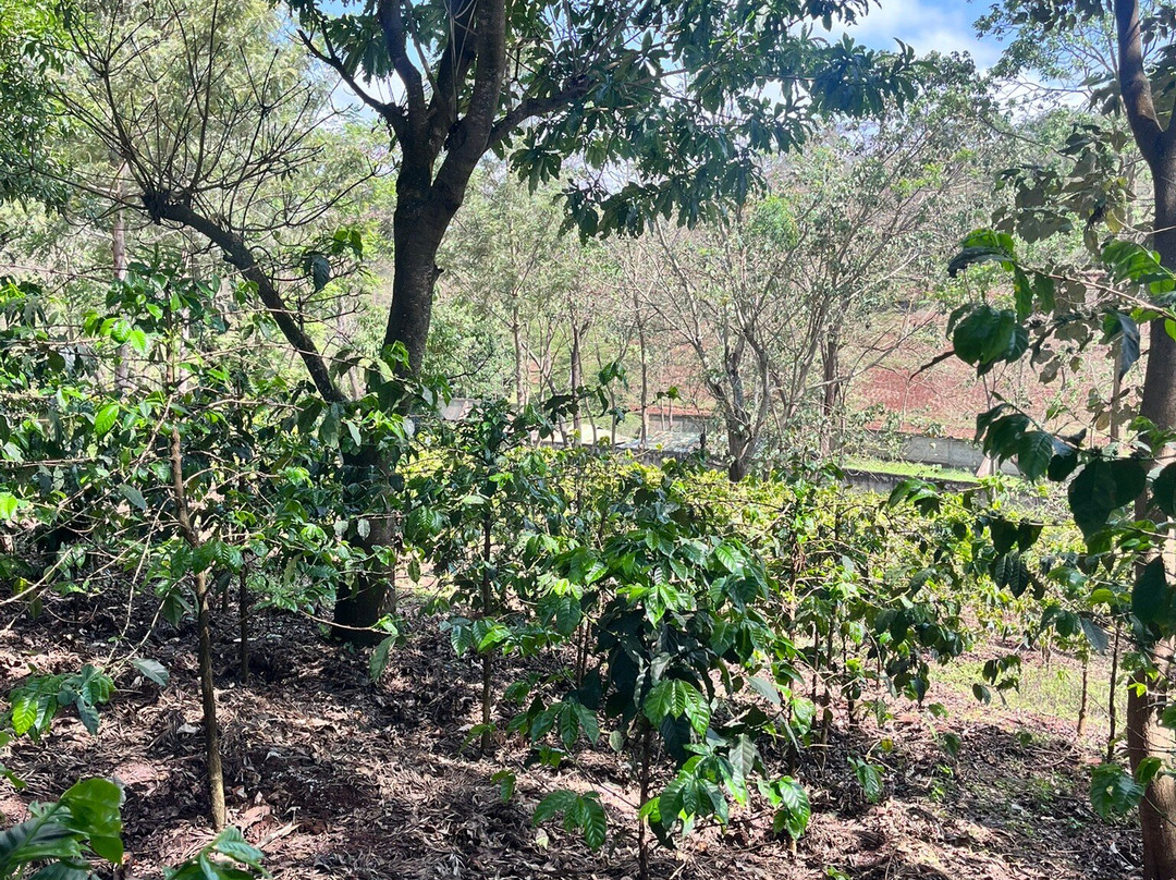 Philipo Coffee Farm-恩戈罗恩戈罗保护区必去景点