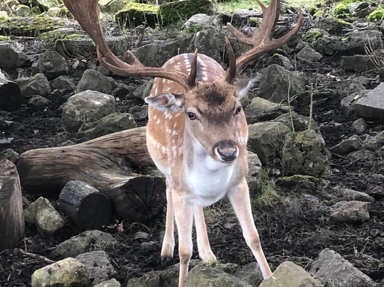 Knole - National Trust-Sevenoaks必去景点