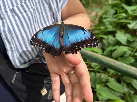 Butterfly Farm Vida de Colores-圣拉蒙必去景点
