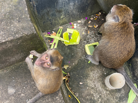 INDO COMPASS BALI-珀尼达岛必去景点