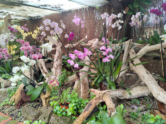 Jardin de Orquideas de Sitio Litre-德拉克鲁兹索尔港必去景点