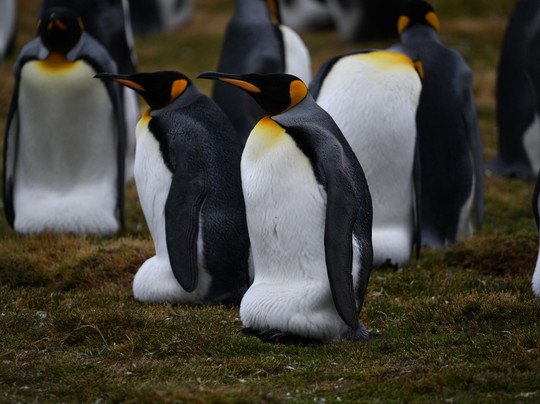 Kidney Cove Tours-Stanley必去景点