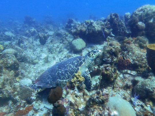 Aqua TCI-普罗维登西亚莱斯必去景点