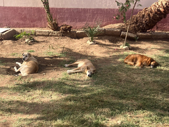 ACE - Animal Care in Egypt-卢克索必去景点