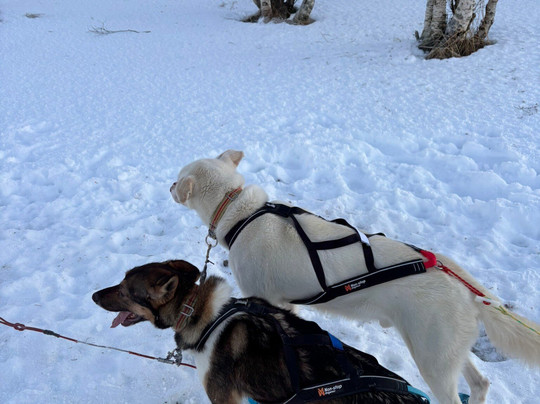 特罗姆瑟野外之旅-特罗姆瑟必去景点