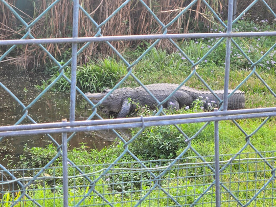 Skunk Ape Research Center-奥乔皮必去景点