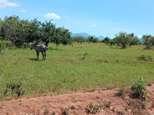 Kidepo Valley National Park-Kaabong必去景点