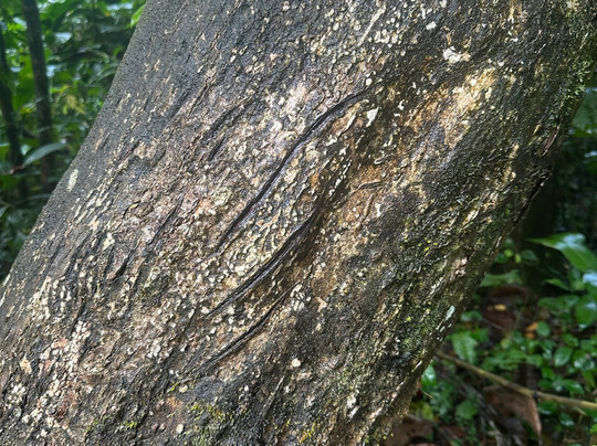 Costa Rica Roots Tours-托图杰多必去景点