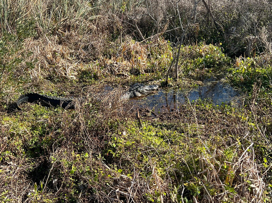 Tom and Jerry's Airboat Tours-Lake Panasoffkee必去景点