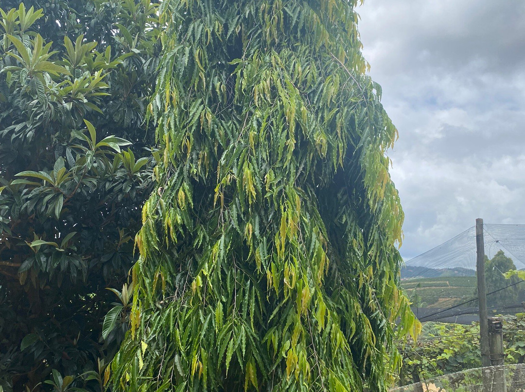 Vinicola Ziviani-Santa Teresa必去景点