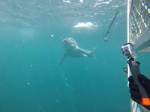 Shark Experience-布拉夫必去景点