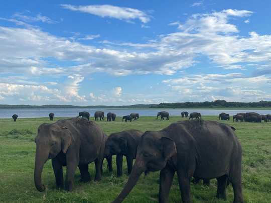 Royal Ceylon Voyage-Pelawatta必去景点