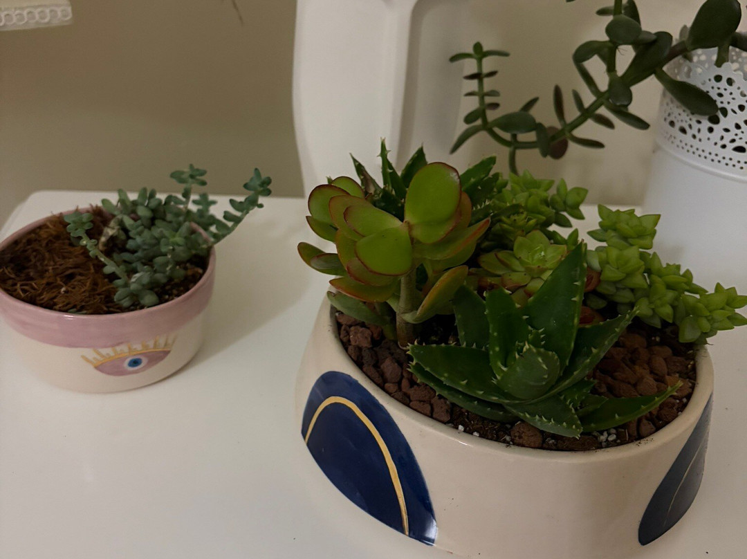 Chloris's Garden-阿克恰科贾必去景点