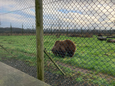 The Scottish Deer Centre-库珀必去景点
