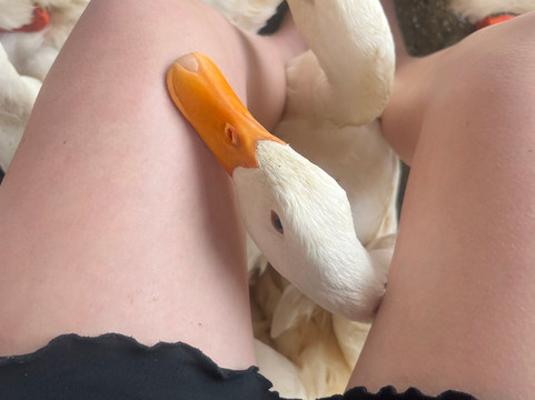 The Duck Stop-Hung Trach必去景点