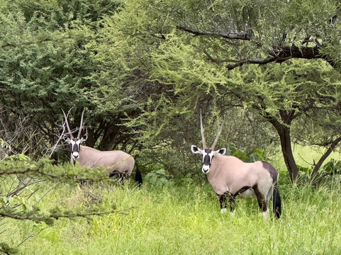 Shangana Safaris Okavango Botswana-马翁必去景点