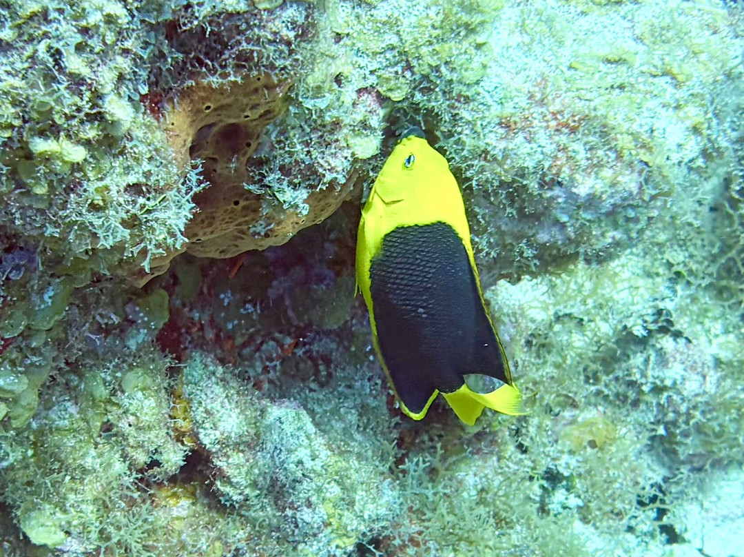 Epic Divers Grand Cayman Cayman Islands-大开曼岛必去景点