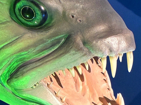 Hastings Museum-Hastings必去景点