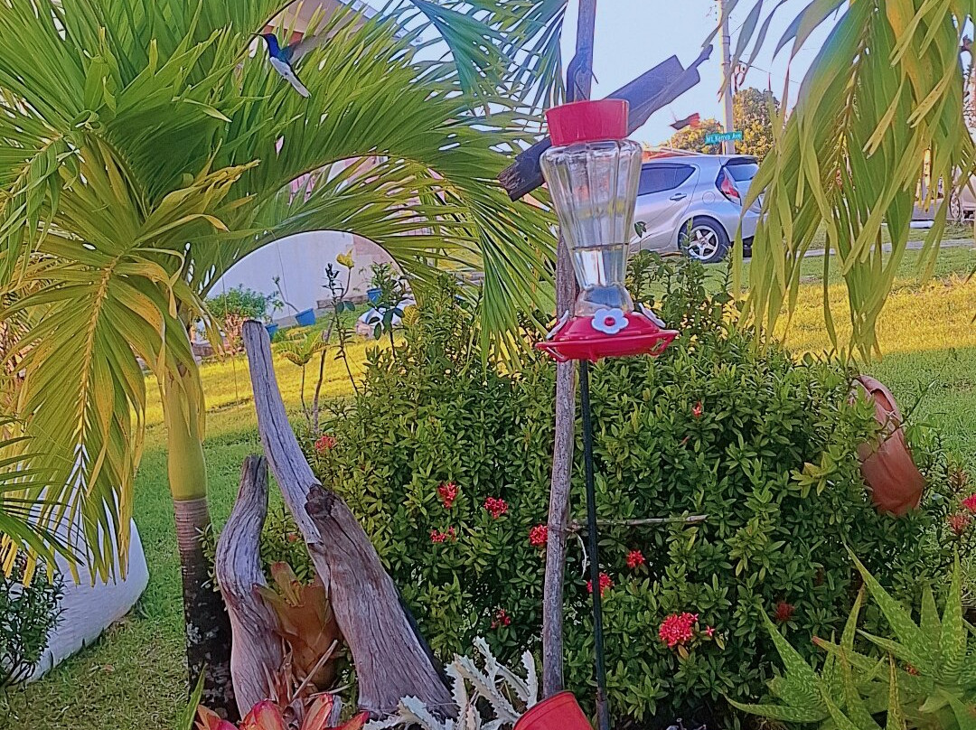 CP's Tours and Taxi Service-多巴哥必去景点