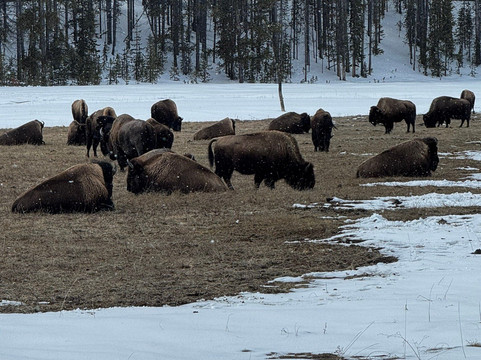 Back Country Adventures-西黄石镇必去景点
