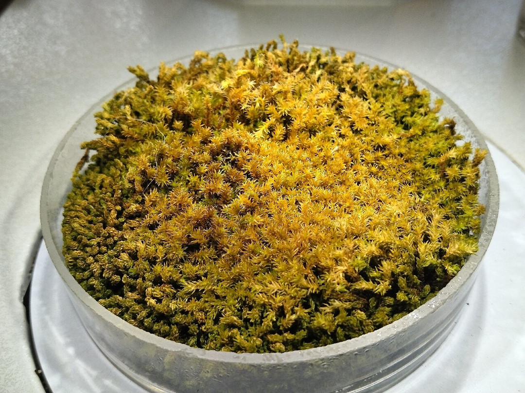 Hattori Botanical Laboratory