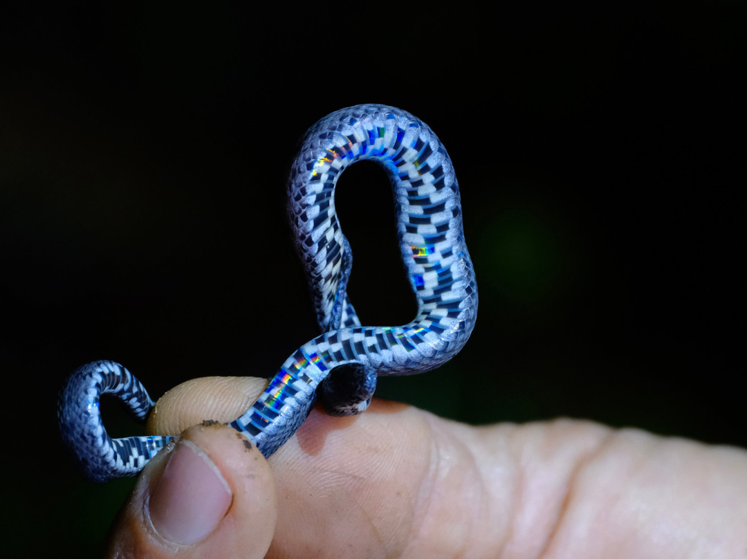 Night Tour At Essence Arenal