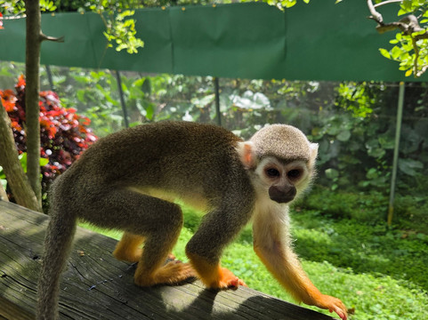 Monkeyland-Higuey必去景点