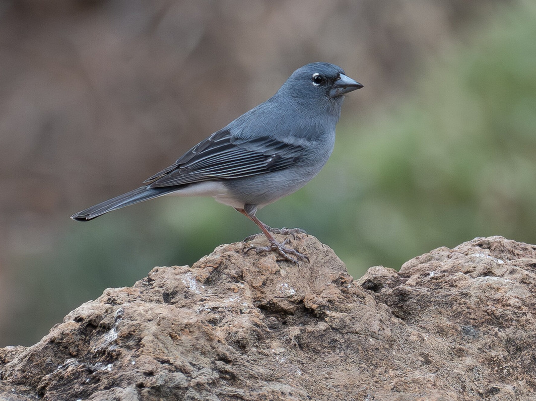 Birding The Strait-塔里法必去景点