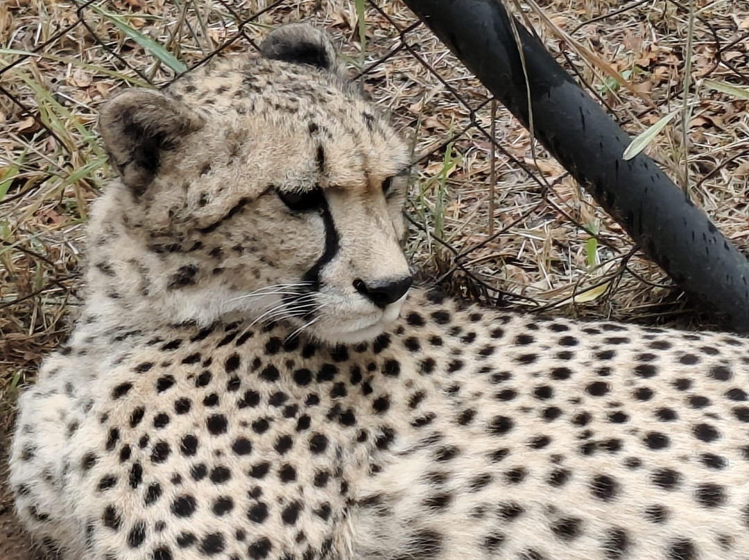 Loisico Tours and Excursions-Bloubergstrand必去景点