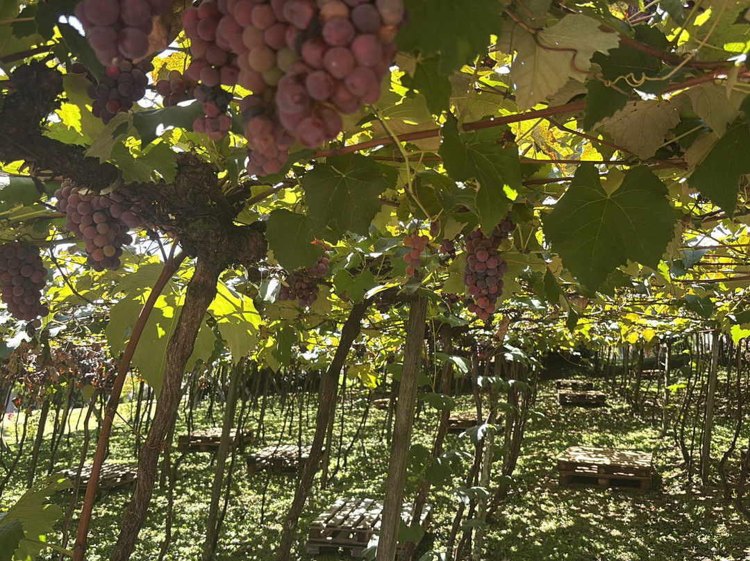 Cristofoli Vinhos de Familia-本图贡萨尔维斯必去景点