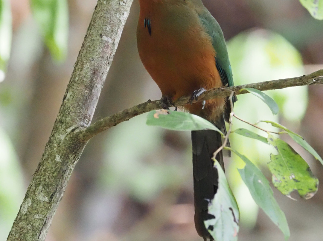 Unique Tours Tobago -Tours-斯卡伯勒必去景点