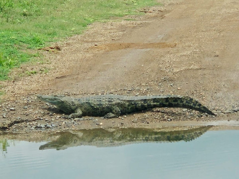 Bongan Safaris-霍德斯普鲁特必去景点