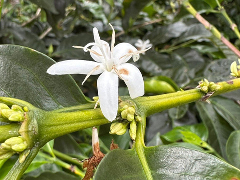 Finca  Buenos Aires coffee Tour-萨伦托必去景点