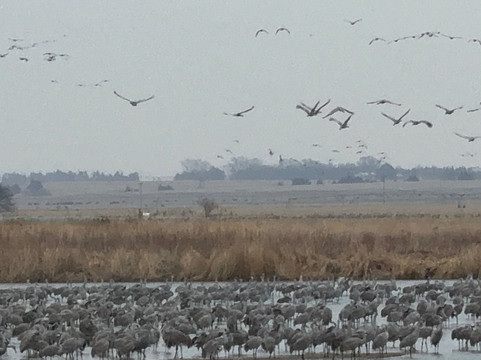 Crane Trust-Wood River必去景点