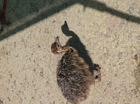 Highgate Ostrich Show Farm-奥兹洪必去景点